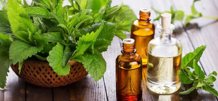 7 Propiedades y usos del aceite esencial de menta