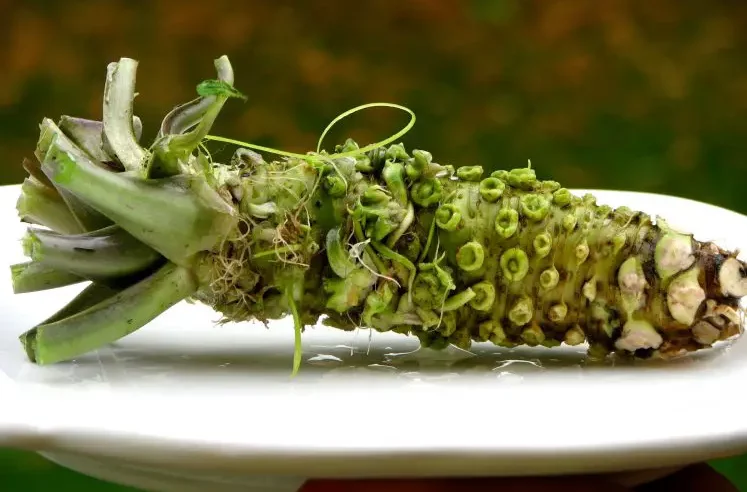 8 beneficios poderosos del wasabi para nuestra salud