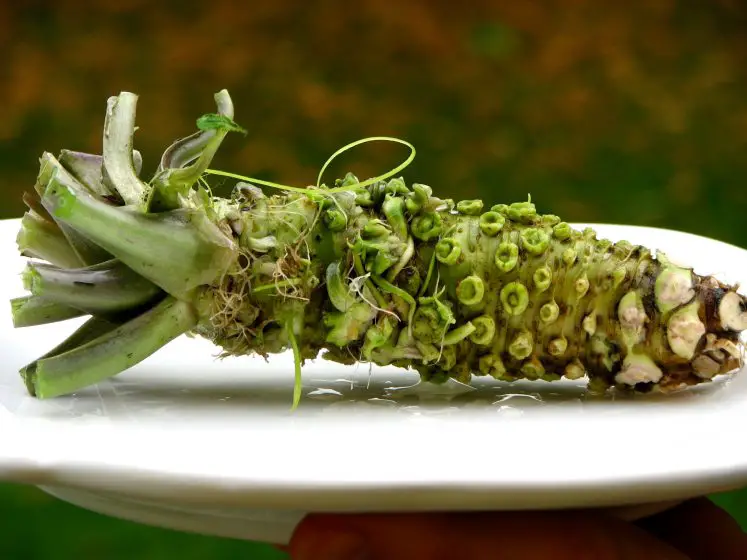 8 beneficios poderosos del wasabi para nuestra salud