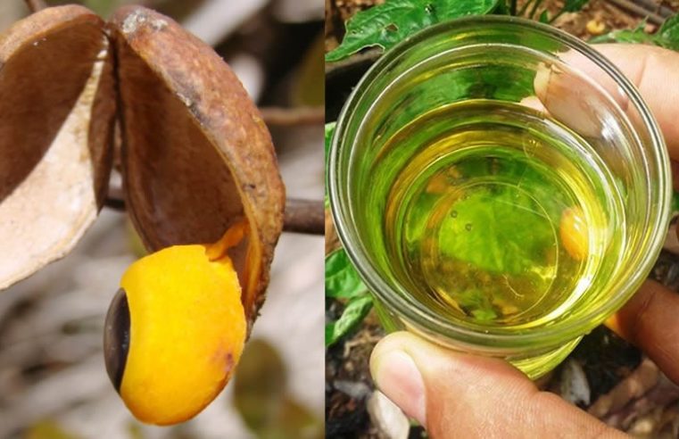 Propiedades Y beneficios del aceite de copaiba para la salud
