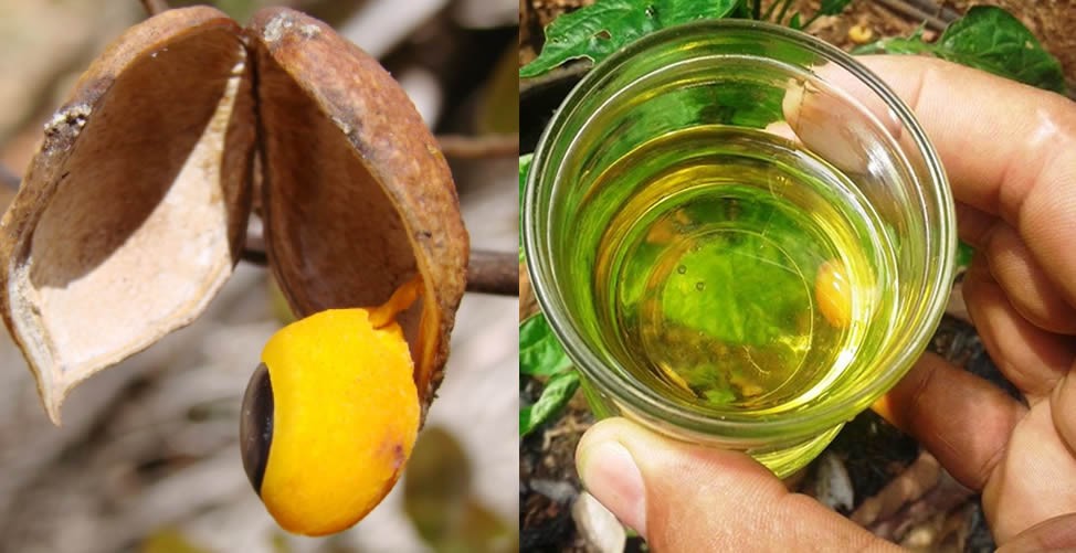 Propiedades Y beneficios del aceite de copaiba para la salud