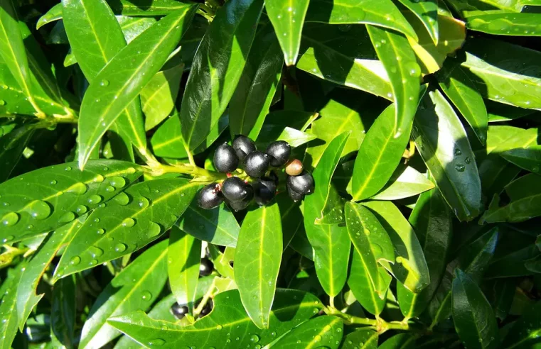 8 usos naturales, alternativos del laurel