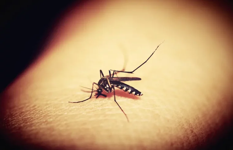 Remedios caseros para la picaduras de mosquito