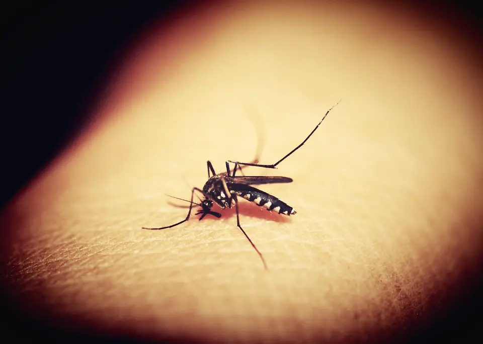 Remedios caseros para la picaduras de mosquito