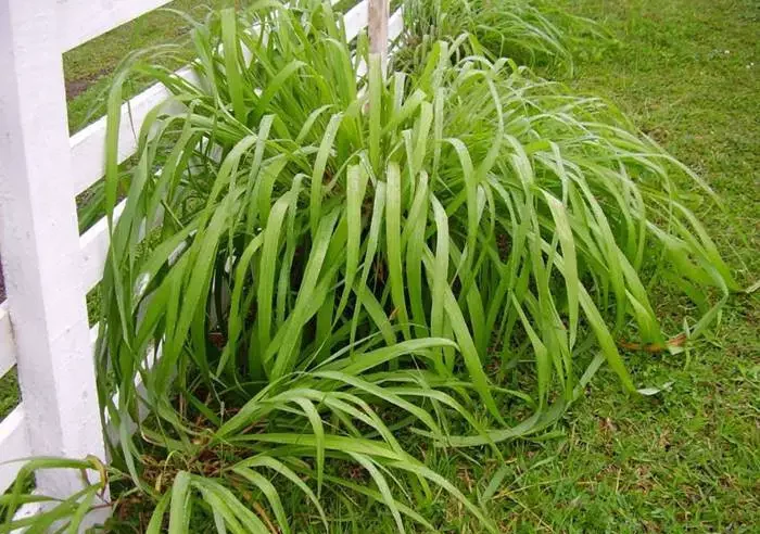 Propiedades y Beneficios medicinales de la citronela