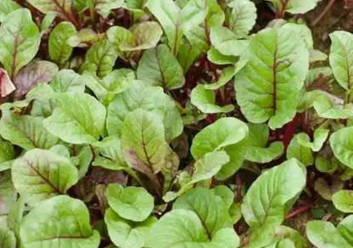 Propiedades y beneficios Medicinales de la Acedera