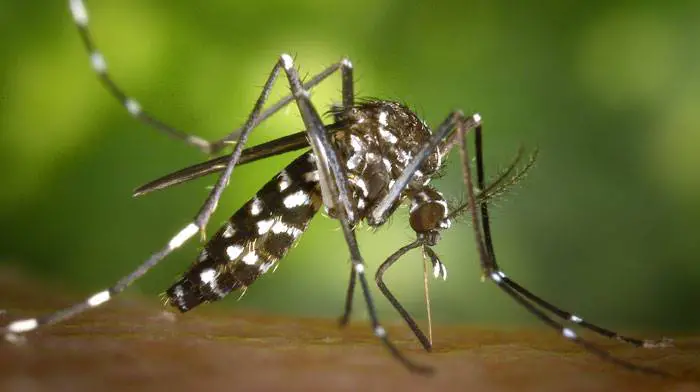 5 plantas antimosquitos y muy efectivas
