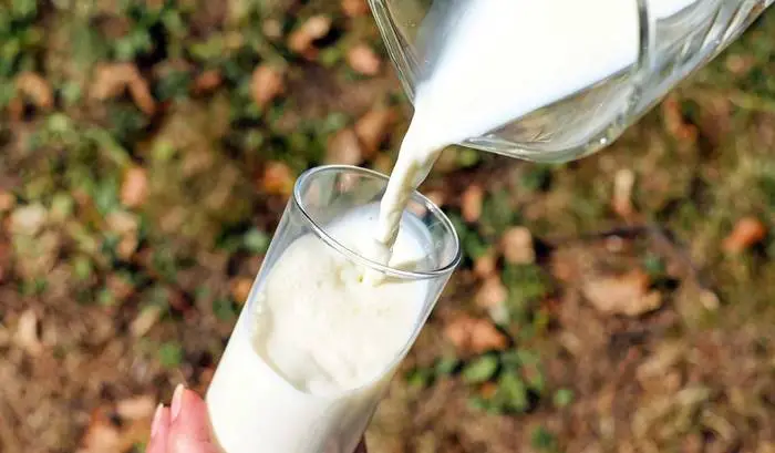 La leche de vaca engorda  ¿Mito o realidad?