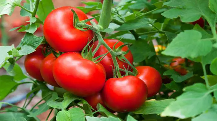 Principales beneficios del tomate: un alimento rico en sabor y en nutrientes