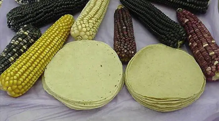 Tortilla de maíz:  beneficios para la salud