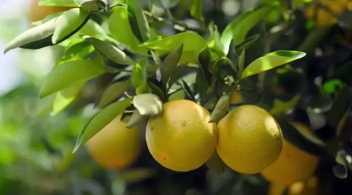 Descubre los principales beneficios del té de hojas de naranja